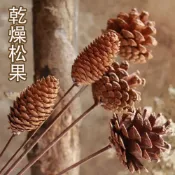 (店+)乾燥花 松果支 單支 松果 松塔 永生花 仿真花 素材 不凋花人造花 乾燥花材 花藝設計 婚禮佈置 拍照用具