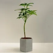鵝掌藤│泥作系列│福所栽