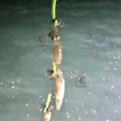 【夜光魷魚串鉤】魷魚鉤 三飛吹筒 八代八爪熒光鉤 有刺串三鉤 魚鉤 天亞鉤 白帶鉤 白帶魚鉤 霸王鉤 夜釣 海釣