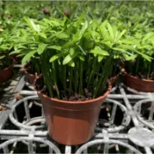 慶平花坊-[羅漢松苗]常綠喬木-3吋盆/財源滾滾改善居家風水靈氣/是建築和雕刻用優良木材