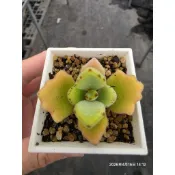 毛毛多肉兔耳  極光兔 隨機挑大的出 群生