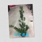 初花農場|雀舌羅漢松|3.5吋盆|----定價100特價90