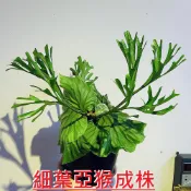 ✨KAI鹿角蕨👍【03-細葉亞洲猴腦鹿角蕨(亞猴)，3寸盆大株苗】限量優惠299元。(附花牌)