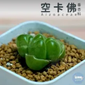 🌵✧植得栽✦【空卡佛】番杏科/石頭玉/屁屁玉/石頭花/Lithops/生石花屬/屁屁石頭玉/多肉植物/多肉/園藝