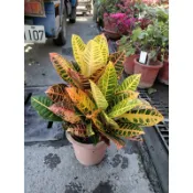 霏霏園藝    龜甲變葉木，特價180元6吋盆