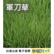 【草皮種子】軍刀草 種子 菜籽 高爾夫 草皮 露營區 綠地 蘇卡達 陸龜 牧草 早熟禾 庭院 農舍 空中花園藝世界