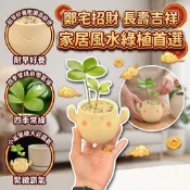 超幸運四葉草 轉運植株擺件🚀墨西哥鐵樹寶寶 幸運樹種苗 可水耕植物 綠植 桌面工位盆栽 四葉草裝飾植物 空氣淨化室內植物