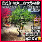 仿真植物 嘉義仿植家客製化大型植物 南天竹 榕樹 假植物 橄欖樹 旅人蕉 尤加利 楓樹 櫻花樹 假樹 大型植物 擬真植物