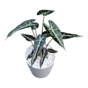 (店+)開心農元 觀葉植物 小仙女觀音蓮 白色盆栽