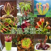 （食蟲草種子大全）🪴現貨速發 新手好養奇異植物桌面辦公室綠植 豬籠草種子 瓶子草種子 捕蠅草種子 驅蚊捕蟲草