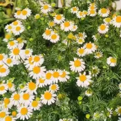 台灣現貨現發羅馬洋甘菊 春夏開花 四季可種植 可食用 陽臺園藝種植 發芽率高達95%