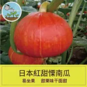 紅甜栗南瓜種子 日本栗子南瓜 迷你南瓜 貝貝南瓜 甜栗子南瓜種子 家庭菜園 陽台盆栽 爬藤植物 瓜果種子 可收成食用