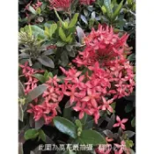 ☆萬花叢★灌木植物【矮仙丹(紅花)】★3吋黑軟盆☆高約5~10cm★