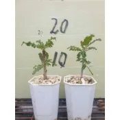 《原森育苗園》神娜乳香（神聖乳香 x 娜娜乳香 ) 200元起/株需聊聊看現況報價