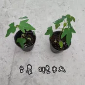 🌱水果苗【 台農2號 】木瓜苗 3吋