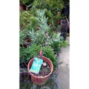 花花世界_常綠灌木*藍葉羅漢松**藍色羅漢松-嫁接特殊品種5-6吋盆