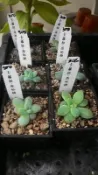 多肉植物 ** 卡羅拉原始種  ** 2吋盆/高5-10cm 肥厚經典入門必養【花花世界玫瑰園】OvO