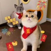🌟臺灣出貨🌟寵物圍巾貓咪狗狗圍脖新年寵物裝飾毛線針織保暖飾品項圈春節日用
