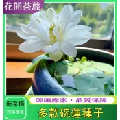 🔥台灣現貨 荷花種子 蓮花種子 睡蓮種子全網最多品種荷花 四季播種 水生植物 花盆水耕植物 水培盆栽 桌面轉運盆栽