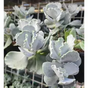 030304銀波錦～無根現剪～組盆、婚禮小物～乎你紅莊園進口2500種多肉植物