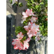 朱妃（ 皋月杜鵑 ）