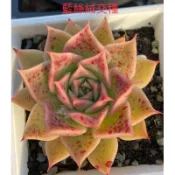 多肉植物-藍絲絨交種（穴盤苗不附花牌）-慈碩農場嚴選繁殖進口多肉