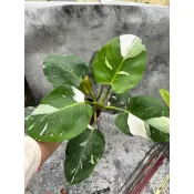 植享i生活-白巫師/蔓綠絨/觀葉植物/室內植物/小品盆栽