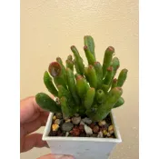 媃居Rou G🌵史瑞克/多肉植物