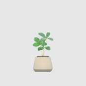 │ 方盆系列 │ 幸運鐵樹 - 送禮植物  陶瓷盆器 水耕盆栽