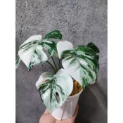 (店+)賠錢出清 仿真斑葉龜背芋 白斑龜背芋 龜背芋 開店招財 慶祝生日 仿真 假花 植物 園藝 盆栽 熊貓購物