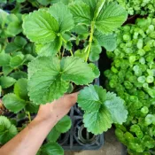P老闆園藝~草莓 各種草莓苗 女王美草莓 粉玉 熊本 美白之實 日本甘王 珍珠白草莓 3吋盆 果樹 水果苗 白草莓 草莓