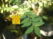 ╭☆東霖園藝☆╮誘蝶植物---過山香  出售為3吋盆/20公分