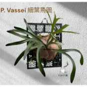 《不知不蕨》細葉馬圓鹿角蕨/孢子苗/側芽販售/附自製花牌