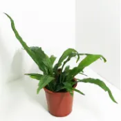 免CO2/鐵皇冠/盆裝【慢慢魚水族】陰性水草 陰性草 中景草 蕨類植物 新手水草 不需要二氧化碳 耐熱 不需co2