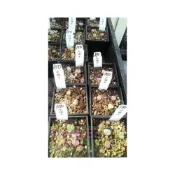 (店+)多肉植物*  石頭玉 (屁屁玉)  1吋盆高1cm 紋理特別好吸睛【花森好市】