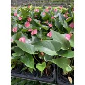 慶平花坊-[粉色火鶴花]淨化空氣-3吋盆