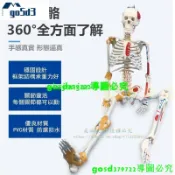爆款=—85cm人體骨骼模型170cm全身成人骨架人體模型小骷髏教學脊椎模型