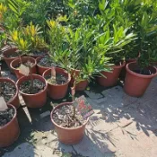 李家果苗 大紅袍羅漢松 6吋盆 嫁接苗 景觀樹 高度20公分 特價360元 超商最多寄兩顆