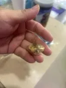 快樂水族 果凍巴西龜 白子巴西龜