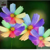 波斯菊種子 四季開花不斷 波斯菊 格桑花種子 野花組合耐寒耐病易養活 室內庭院觀賞 花卉 觀賞植物盆栽