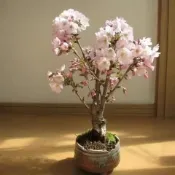 💮【櫻花種子】矮化櫻花盆栽種子 普象賢 / 河津 / 錦鯉 / 關山 日本櫻花品種 高發芽 限時特價超低價