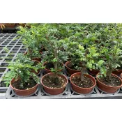 一禪種苗園-葉片可以聞到一股奇特的胡椒香味〈胡椒木/小品植物〉芸香科山椒屬常綠灌木- 3吋盆/庭園美化/ANNY