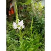@大大園藝@***××隨意草裸根苗20*****植物是活體！！不適用7天鑑賞期，能接受者再購買！*