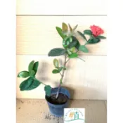🌸植plant&flower~熊貓仙丹