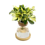 (店+)【理想小品】斑葉鵝掌藤【現貨】水耕盆栽 玻璃圓錐瓶 無土種植 觀葉植物 室內植物 玻璃飾品 創意花盆 盆栽