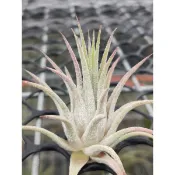 綠房子空氣鳳梨 紅毛丹小精靈 ionantha Rambutan
