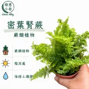綠意小巷【密葉腎蕨。蕨類植物】淨化空氣超佳效果。耐陰