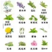 爆款！驅蚊草(100粒）23款強效驅蚊蟑螂 薄荷九層塔 萬壽菊 驅蚊草 濃香型花卉 盆栽驅蚊草種子 蓄意草種子迷迭香種子