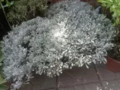 ★╮芳草園★╮－「海芙蓉」7吋盆栽