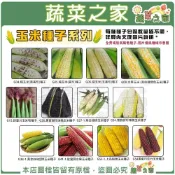 (店+)【蔬菜之家】玉米種子系列各包裝數量詳見內文及圖片說明水果玉米 玉米筍 糯玉米 超甜玉米 黑玉米 紫玉米